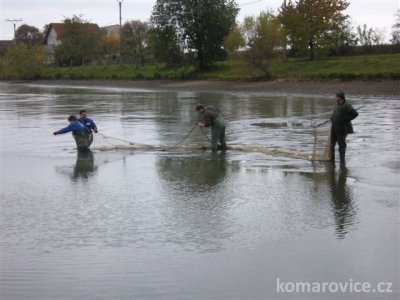 Výlov rybníku